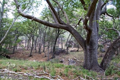 A large arizona sycamore and other trees form a pretty view.