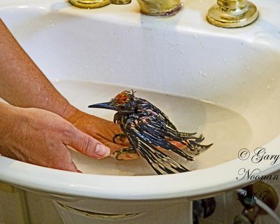 Washing a baby gila woodpecker.