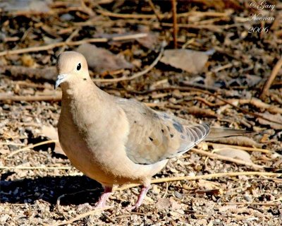 Mourning dove.