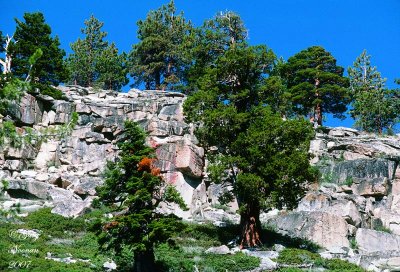 Trees find life even on rocks slopes.