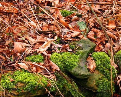 Forest floor.