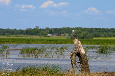 Horicon Marsh.