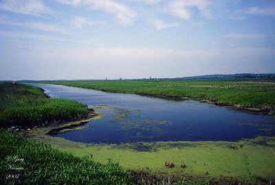 Horicon Marsh from Ledge Road.