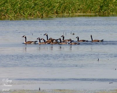 Canada geese, Horicon Marsh.