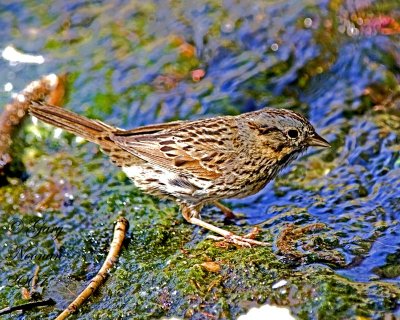 Lincolns sparrow.