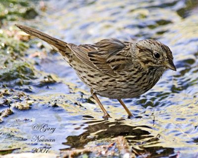 Lincolns sparrow.