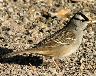 White-crowned sparrow.