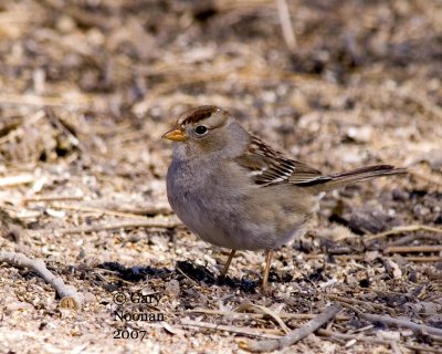 Juvenile white-crowned sparrow.
