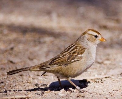 Juvenile white-crowned sparrow.