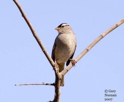 White-crowned sparrow surveying the countryside.