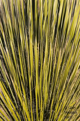Up close with a yucca.