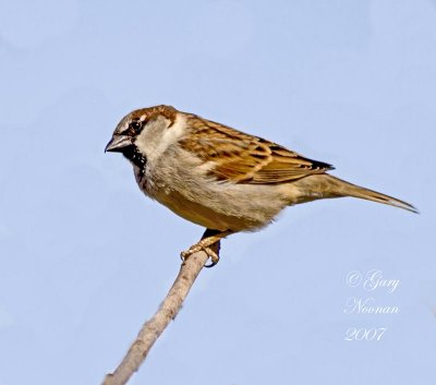 Male house sparrow.