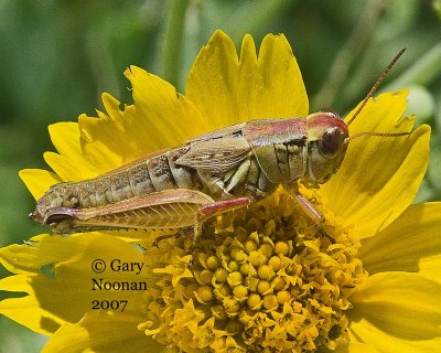 Grasshopper munching on a flower.