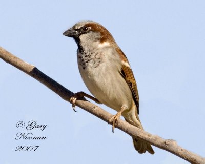 Male house sparrow.