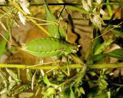 The katydid is more visible in this photo.