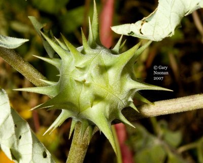 Seed pod w spikes.