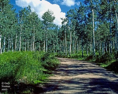 Birch tree grove in Utah.