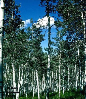 Birch tree grove in Utah.