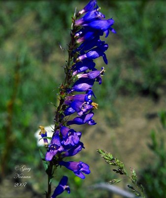 Blue flowers in Santaquin Meadow.