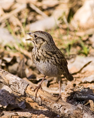 Lincoln's sparrow singing.