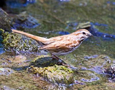 Song sparrow.