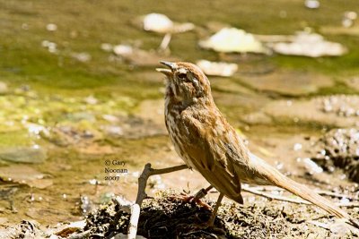 Song sparrow singing.