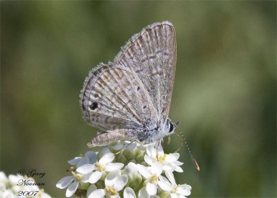 Lycaenidae