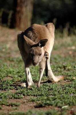 Kangaroo having an early morning scratch