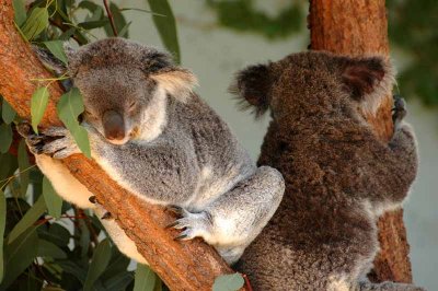 Koalas just hanging out