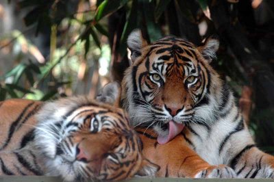 Tiger licking