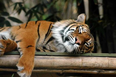 Tiger resting