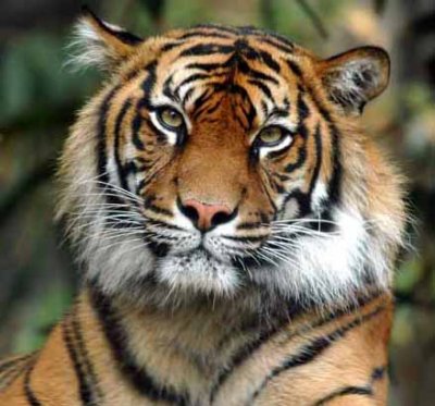 Sumatran Tiger 2