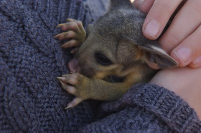 baby brushtail possum