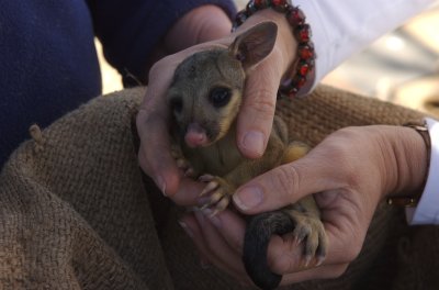 Baby Brushtail Possum