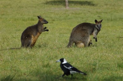 Swamp wallabies and magpie