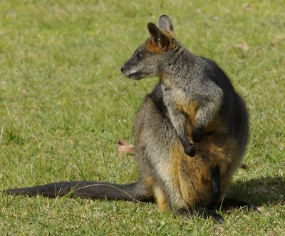 Swamp wallaby with joey in pouch
