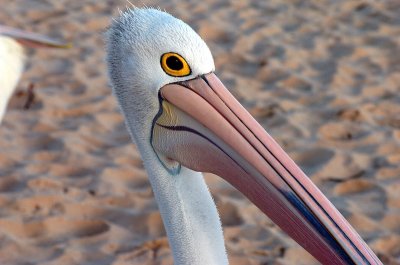 Australian Pelican detail