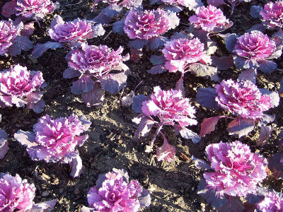 Ornamental Cabbage