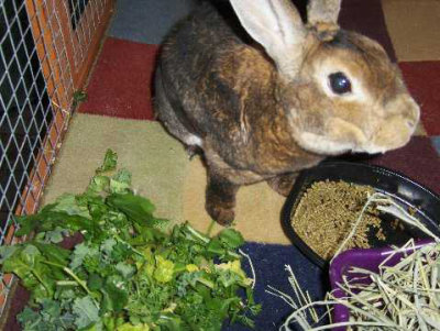 Justin Having More Salad At Alameda Point Bunny Rescue