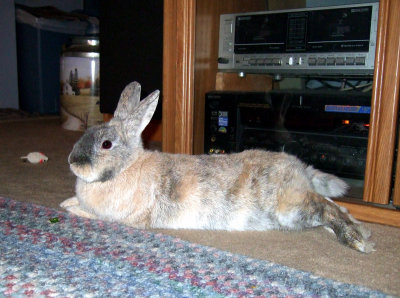 One Very Relaxed Bunny