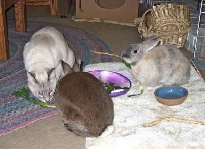 Pogo Has To Taste Everything The Bunnies Have
