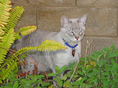 I found The Catnip!