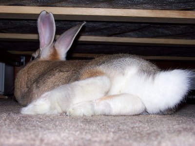 Butterscotch's  Cute Little tail!