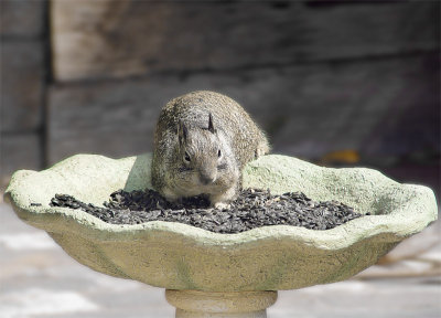 Our Backyard Friend Loves Black Oil Sunflower Seeds!