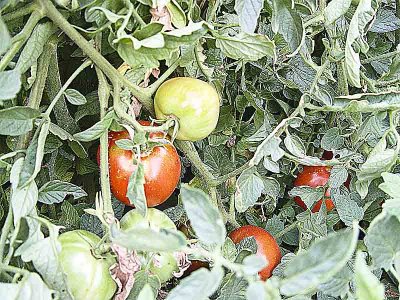 Tomatoes 13 Sept