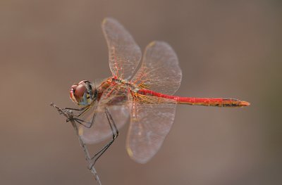 Red-veined Darter male
