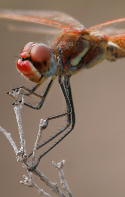 Red-veined Darter