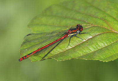 Large Red Damselfly