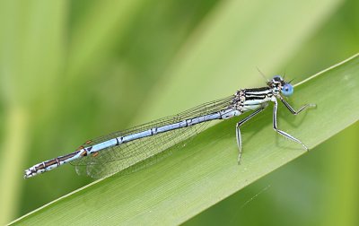 White-legged Damselfly