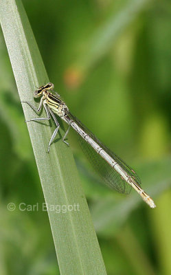 White-legged Damselfly